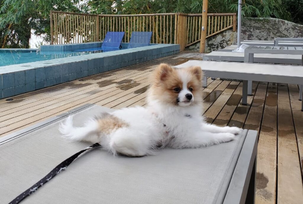 petfriendly