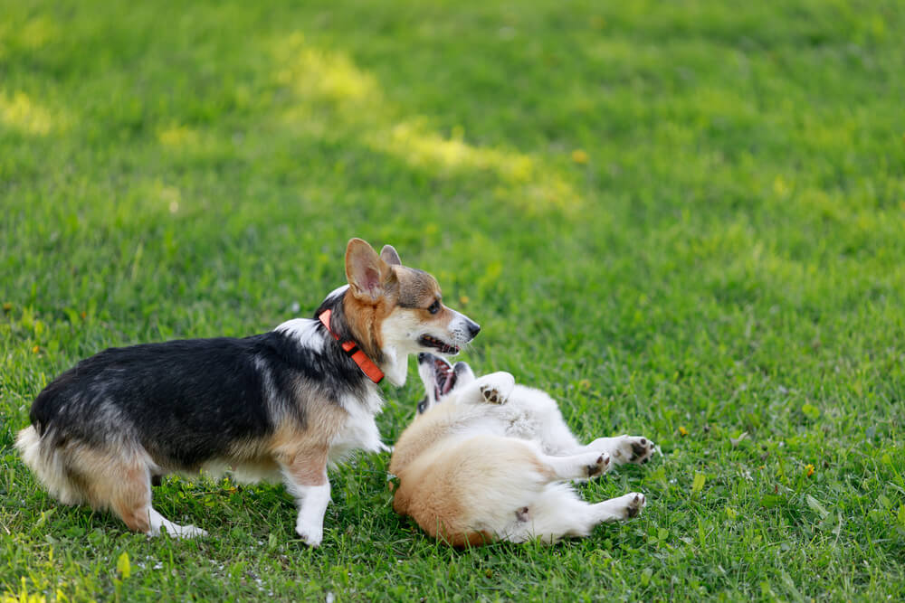 lugares pet friendly