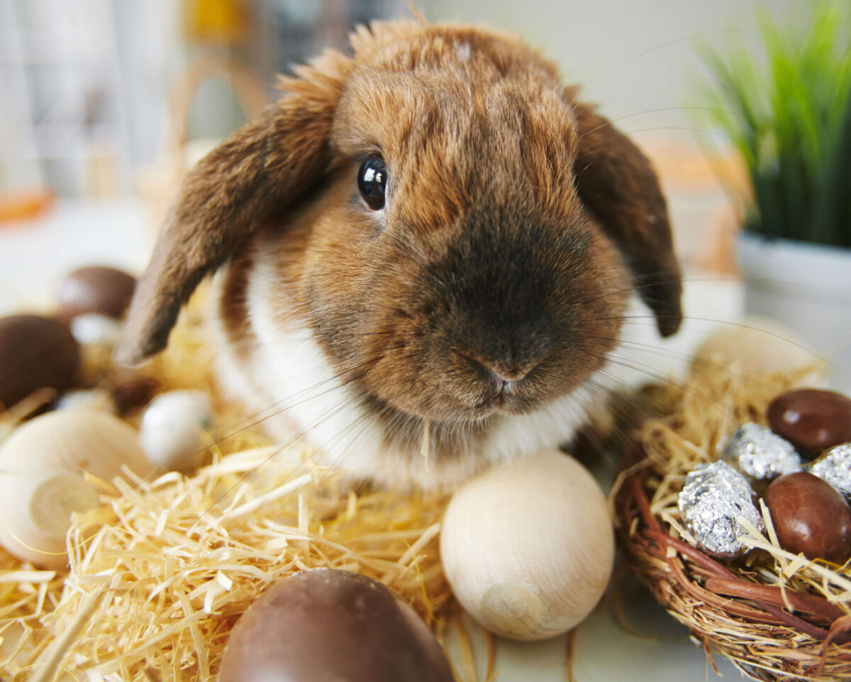 Colho em volta de ovos de chocolate, remetendo ao feriado da Páscoa.