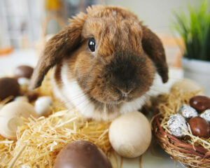 Colho em volta de ovos de chocolate, remetendo ao feriado da Páscoa.