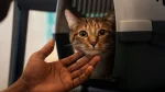 Um gato malhado marrom e preto, de olhos grandes e expressivos, está dentro de uma caixa de transporte para animais de estimação. Uma mão de pele escura está estendida perto do rosto do gato, parecendo estar oferecendo um carinho ou conforto. O gato está olhando diretamente para a câmera.
