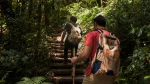 Dois homens fazem trilha por uma escadaria de madeira em meio a uma floresta densa e verdejante. O homem em primeiro plano, visto de costas, veste uma camiseta vermelha e carrega uma mochila bege com detalhes azuis e marrons. O segundo homem, um pouco mais à frente, veste camiseta preta, calça jeans e uma mochila clara, segurando um bastão de caminhada de madeira. A luz do sol filtra-se através da copa das árvores, iluminando partes do caminho e a vegetação tropical ao redor.