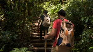 Dois homens fazem trilha por uma escadaria de madeira em meio a uma floresta densa e verdejante. O homem em primeiro plano, visto de costas, veste uma camiseta vermelha e carrega uma mochila bege com detalhes azuis e marrons. O segundo homem, um pouco mais à frente, veste camiseta preta, calça jeans e uma mochila clara, segurando um bastão de caminhada de madeira. A luz do sol filtra-se através da copa das árvores, iluminando partes do caminho e a vegetação tropical ao redor.