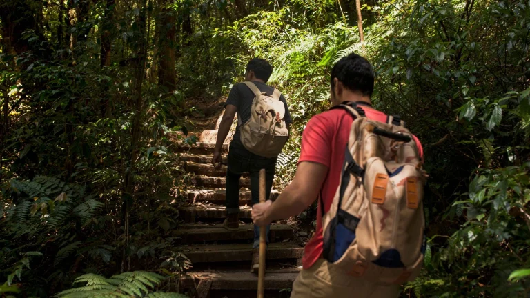 Dois homens fazem trilha por uma escadaria de madeira em meio a uma floresta densa e verdejante. O homem em primeiro plano, visto de costas, veste uma camiseta vermelha e carrega uma mochila bege com detalhes azuis e marrons. O segundo homem, um pouco mais à frente, veste camiseta preta, calça jeans e uma mochila clara, segurando um bastão de caminhada de madeira. A luz do sol filtra-se através da copa das árvores, iluminando partes do caminho e a vegetação tropical ao redor.